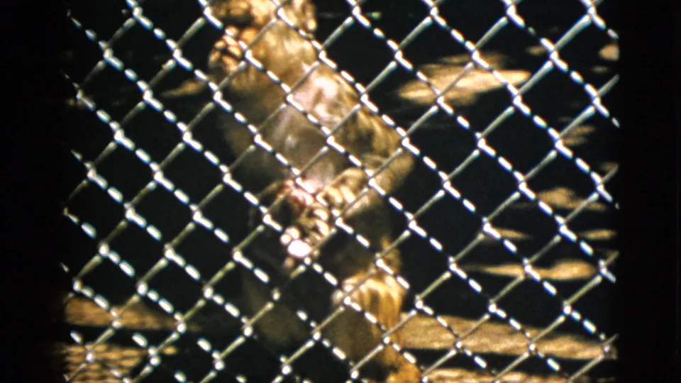 Monkey moving behind chain-link cage at a zoo, circa 1952 Quebec Canada, 8mm film grain and warm exposure.