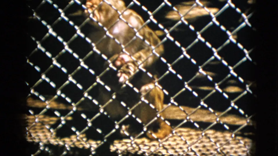 Monkey at lower level of chain-link cage, 8mm home movie circa 1952, warm grain and wire mesh visible throughout.