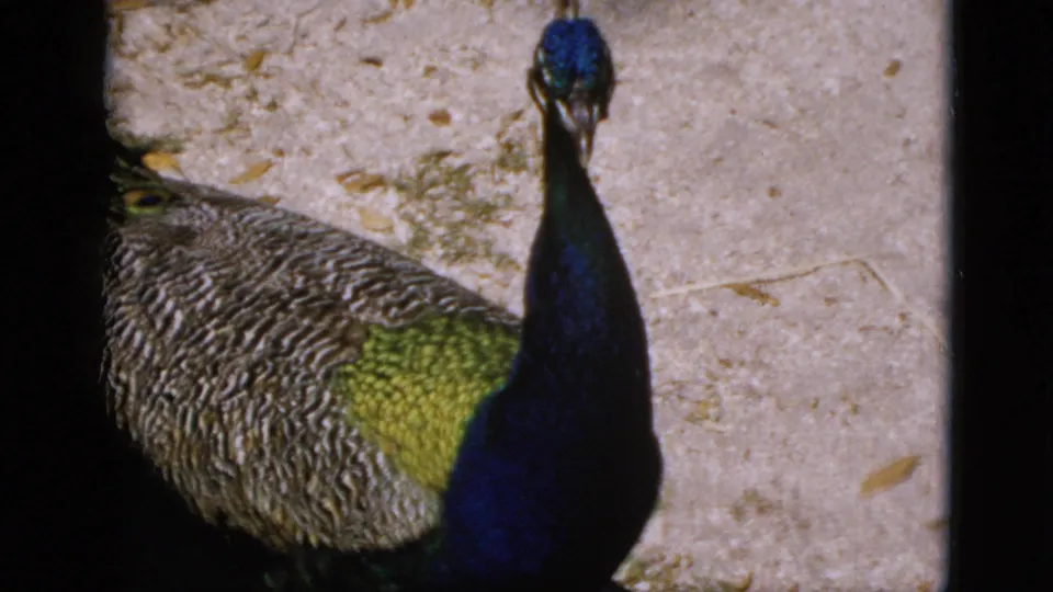 Peacock with iridescent blue-green head and neck feathers on sandy zoo enclosure ground, Quebec Canada circa 1952, 8mm film.