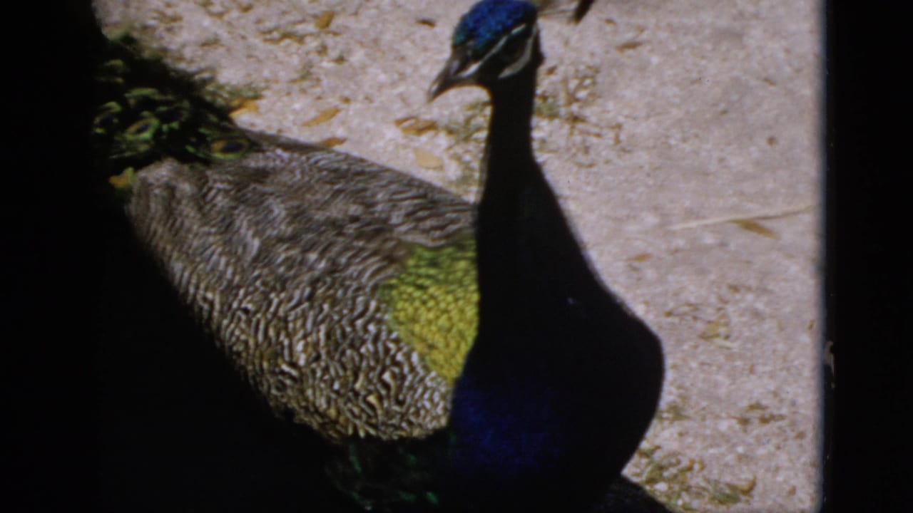 Peacock facing right in close-up, showing iridescent blue neck and green-yellow breast feathers, walking on sandy ground with dry leaf debris.