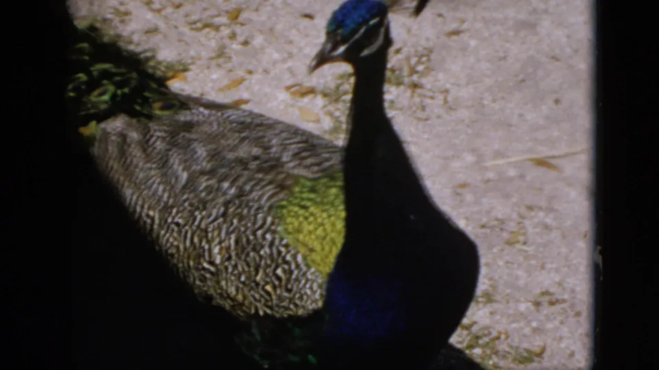Close-up of a peacock on sandy ground, 8mm home movie footage, Quebec Canada, 1952; blue neck and green-yellow breast feathers prominently visible.