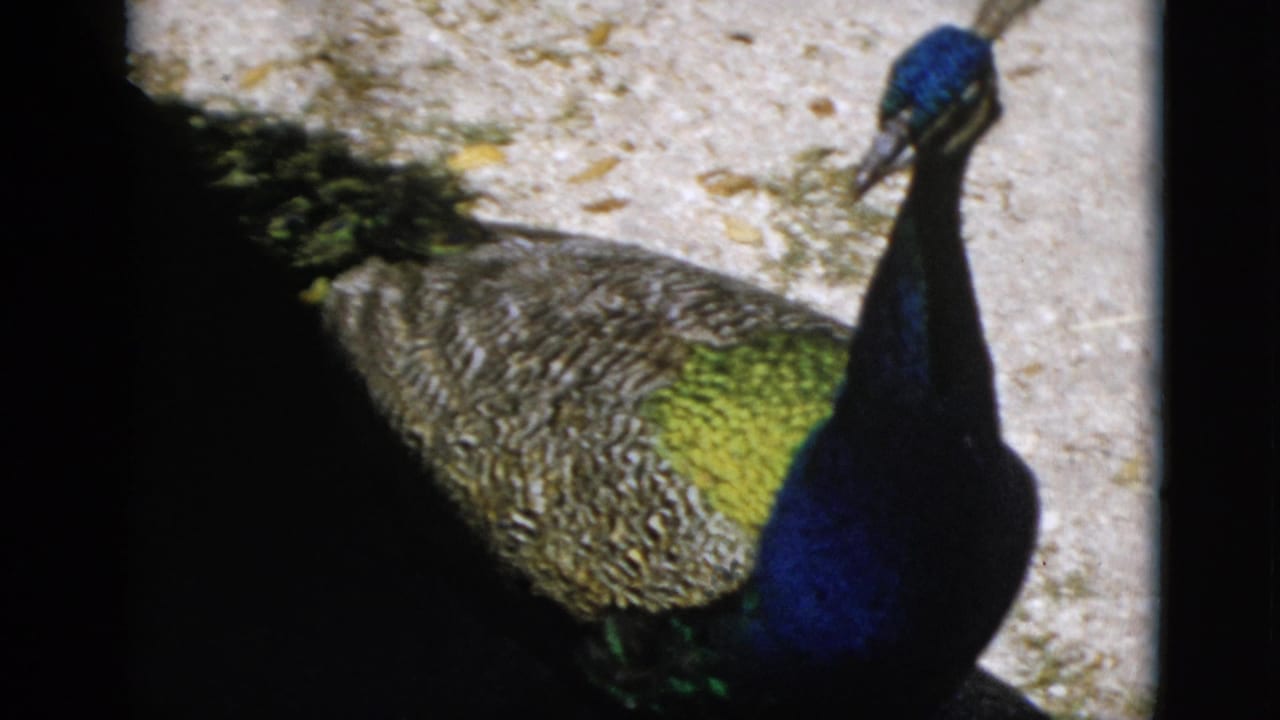 Peacock walking on sandy ground, 8mm home movie, Quebec Canada, 1952; dark vertical banding at frame edge indicates film handling or splice.