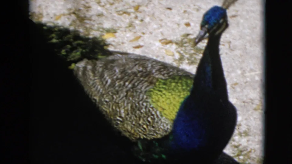 Peacock walking on sandy ground, 8mm home movie, Quebec Canada, 1952; dark vertical banding at frame edge indicates film handling or splice.