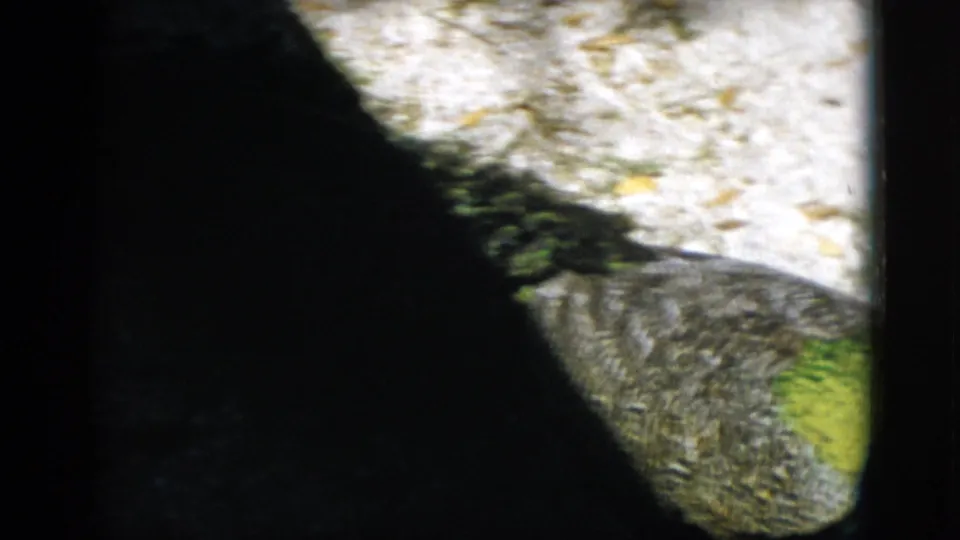 Partially obscured frame during camera movement; peacock breast feathers visible in lower right, consistent with handheld 8mm shooting.