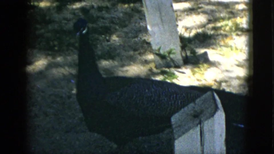 Full peacock silhouette near a concrete border in shadow, 8mm home movie, likely zoo or park setting, Quebec Canada, 1952.