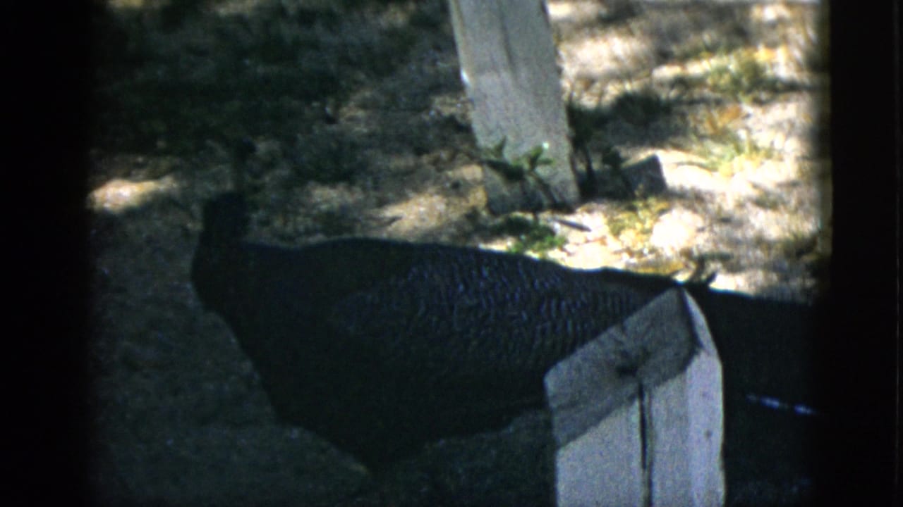 Peacock in deep shadow beside a concrete post or enclosure structure, shot on 8mm film, Quebec Canada c.1952