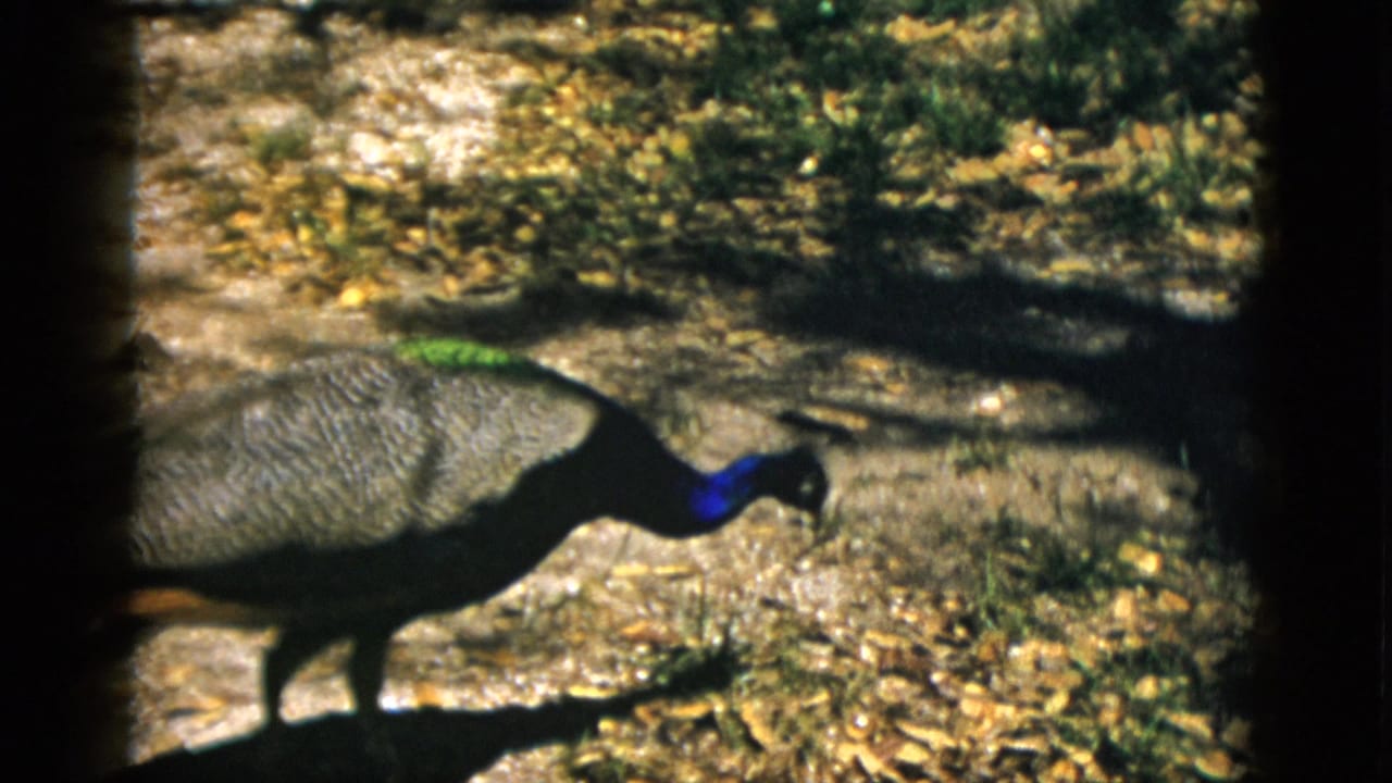 Peacock walking in profile on dry sandy ground, iridescent blue neck prominent, 8mm film, Quebec Canada c.1952