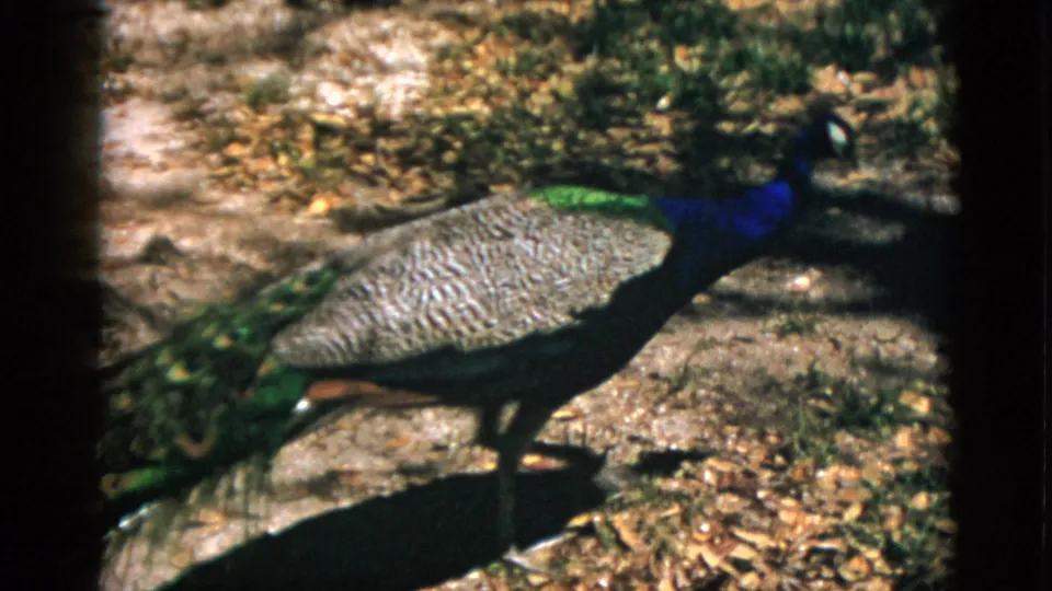Close view of peacock showing vivid iridescent blue neck and extended tail train on dry leafy ground, 8mm film, Quebec Canada c.1952