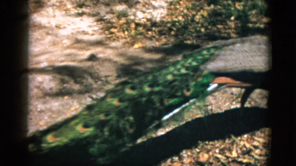 Peacock tail train with distinctive ocelli eye patterns in green and brown, orange-red coloring visible, 8mm film, Quebec Canada c.1952