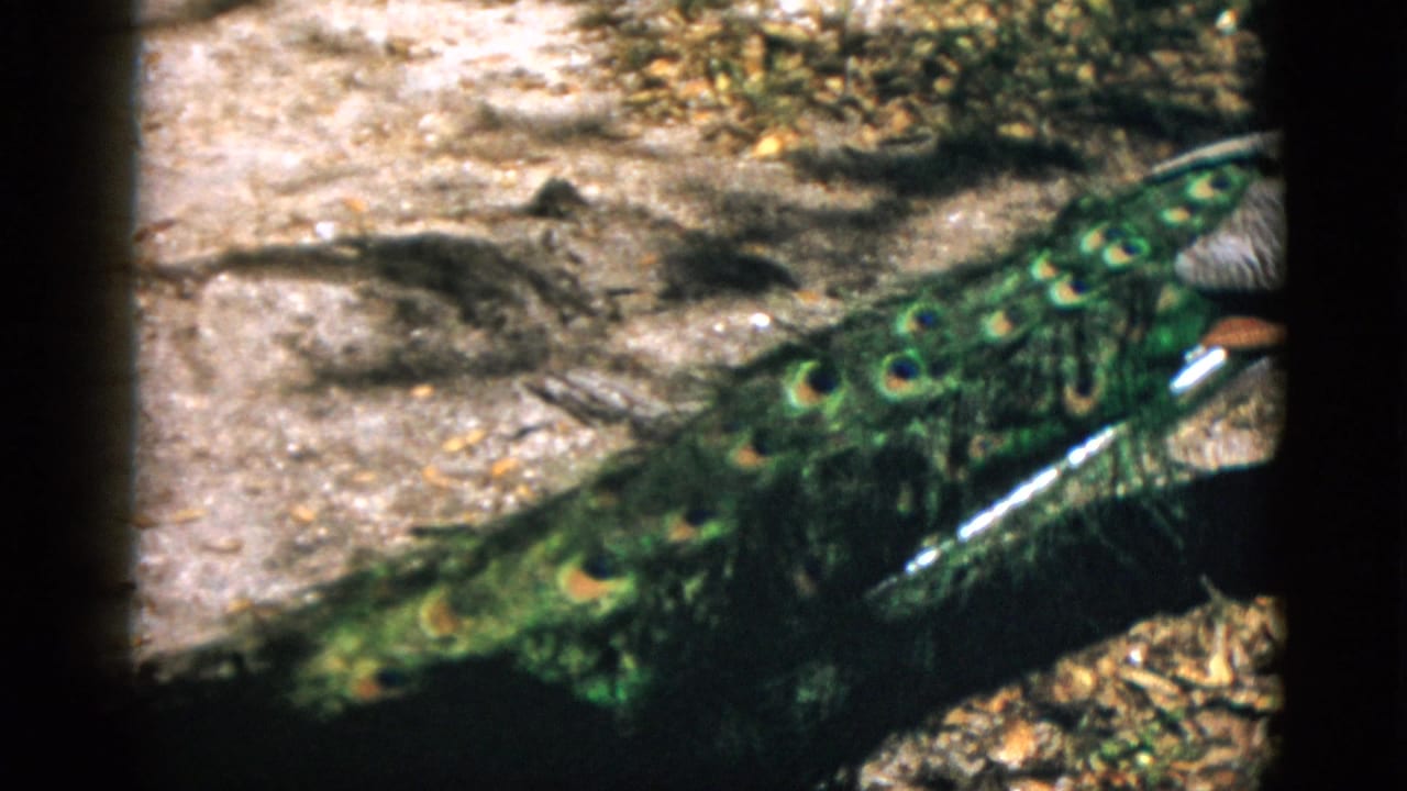Close-up of an adult peacock's iridescent tail feathers spread across a dry leaf-covered ground.