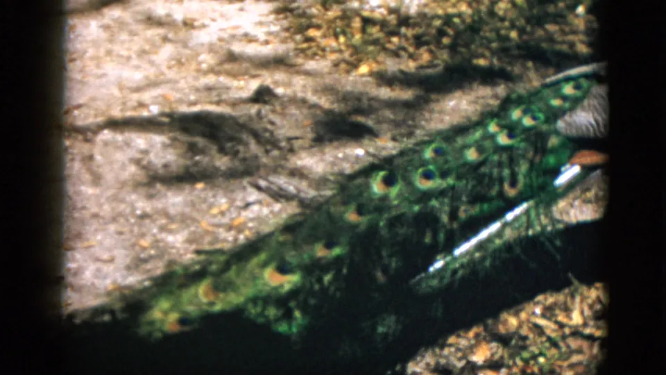 Close-up of an adult peacock's tail train showing iridescent green-blue eye-spot feathers on leaf-covered ground, 8mm home movie described as Quebec, Canada, circa 1952.