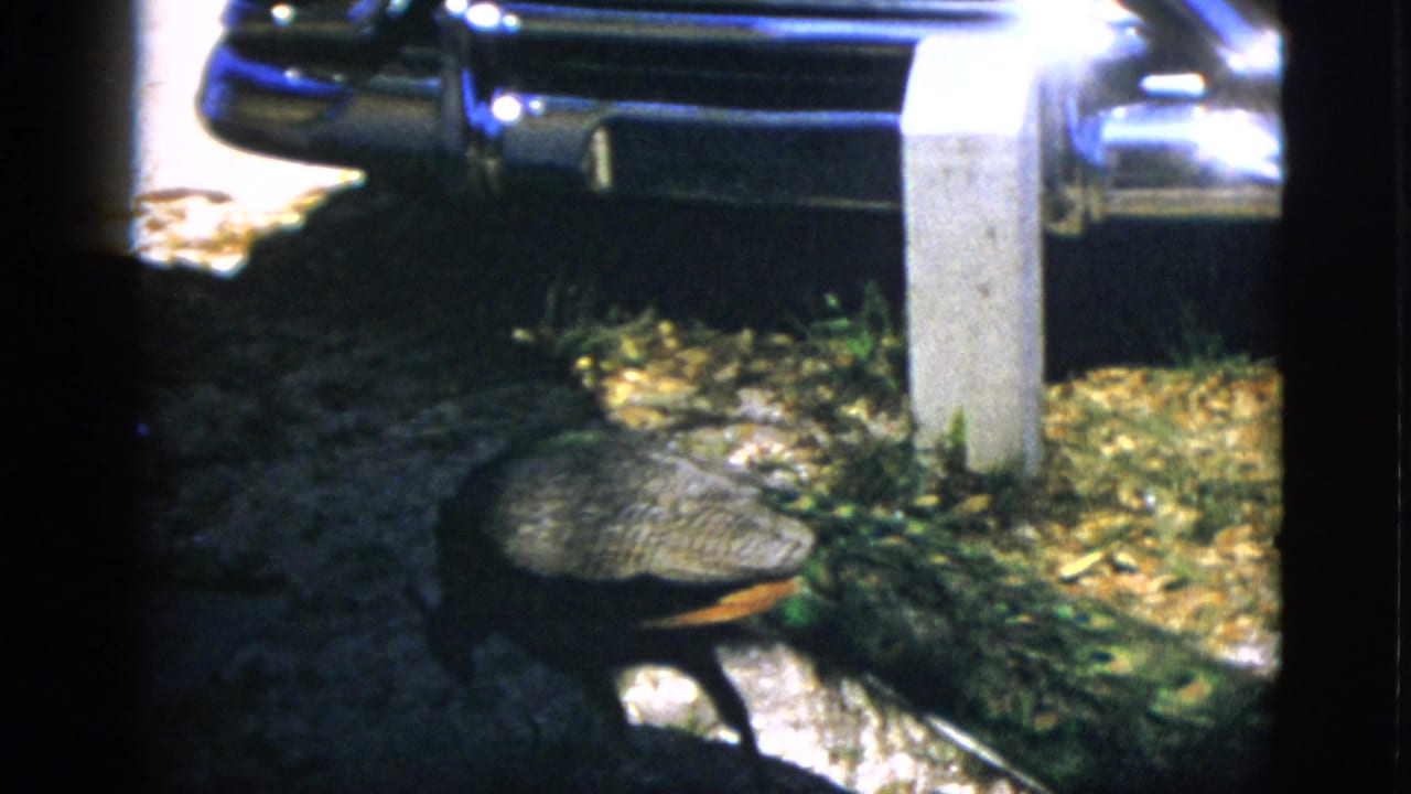 Adult peacock walking on leaf-strewn ground beside the lower section of a parked car and a light-coloured upright post.