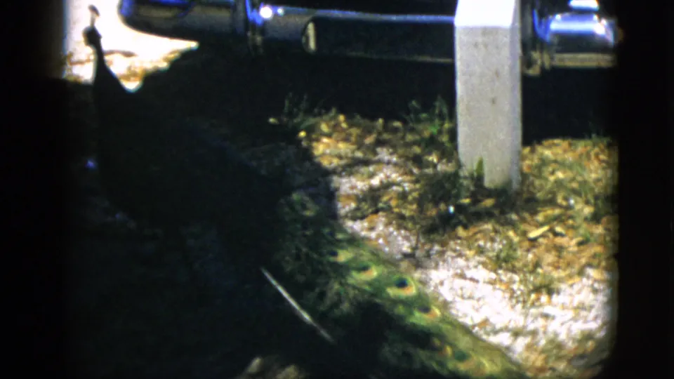 Adult peacock with trailing iridescent tail walking on gravel and fallen leaves beside the base of a parked car, 8mm home movie described as Quebec, Canada, circa 1952.