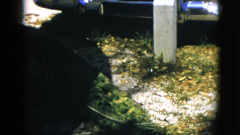 Adult peacock with distinctive tail feathers foraging on gravel beside a parked car, low-angle 8mm home movie described as Quebec, Canada, circa 1952.