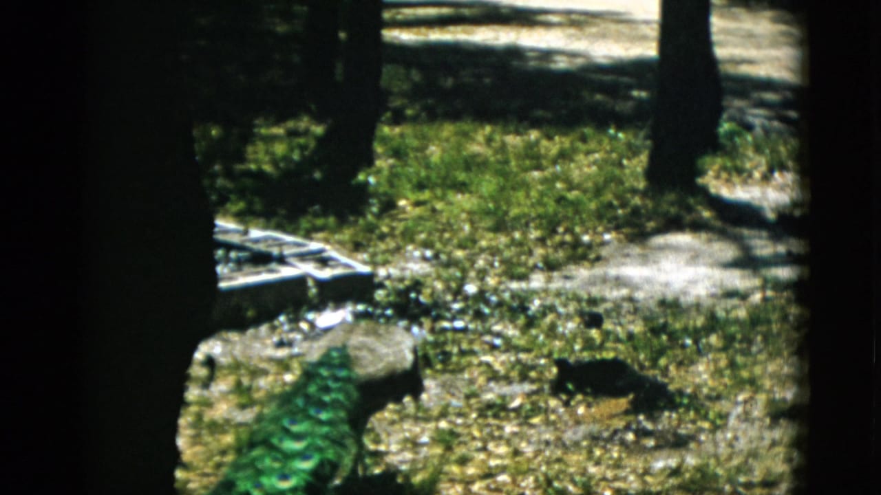 A peacock forages on a gravel path in what may be a public park or zoo, shot on 8mm color film, Quebec, Canada, circa 1952.
