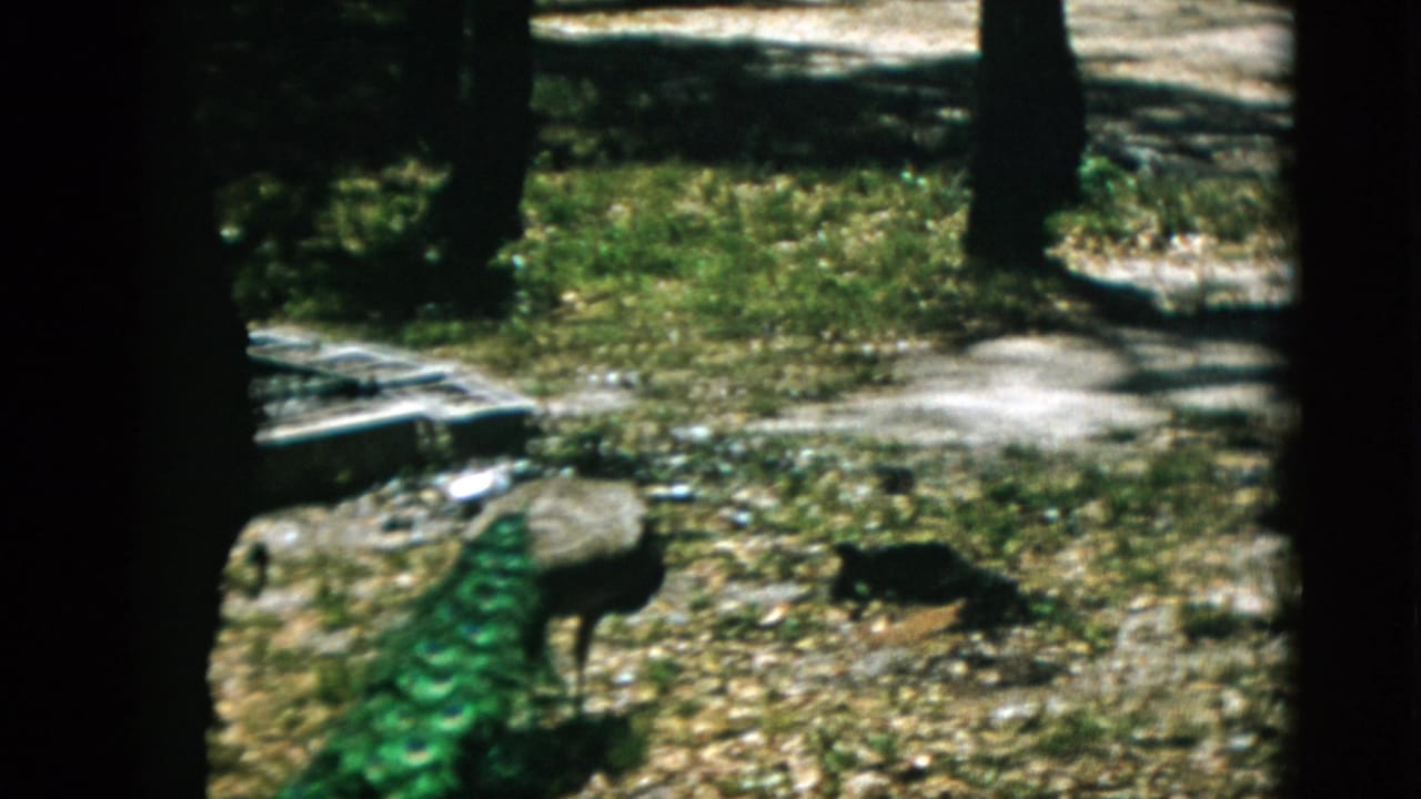 A peacock moves along a gravel path with its back plumage displayed, shot on 8mm color film, Quebec, Canada, circa 1952.