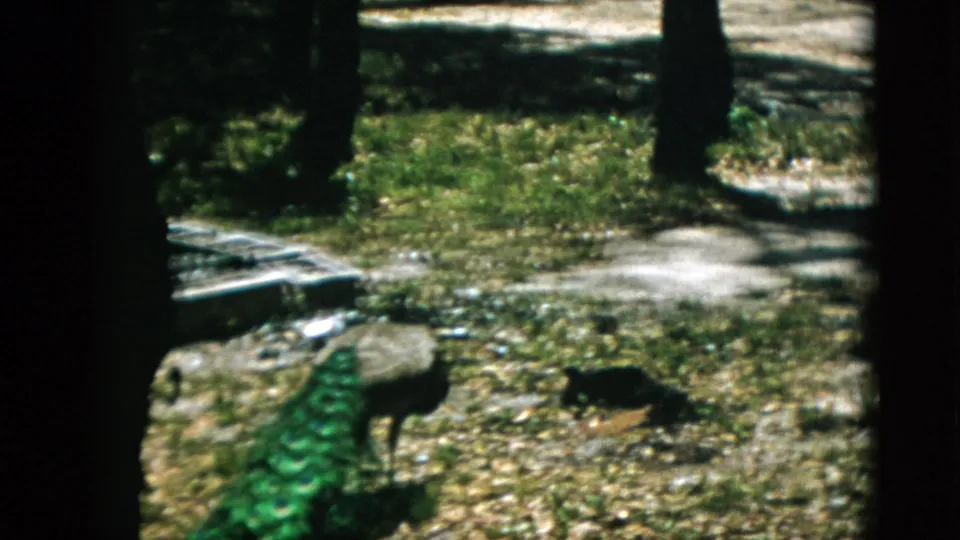 A peacock moves along a gravel path with its back plumage displayed, shot on 8mm color film, Quebec, Canada, circa 1952.