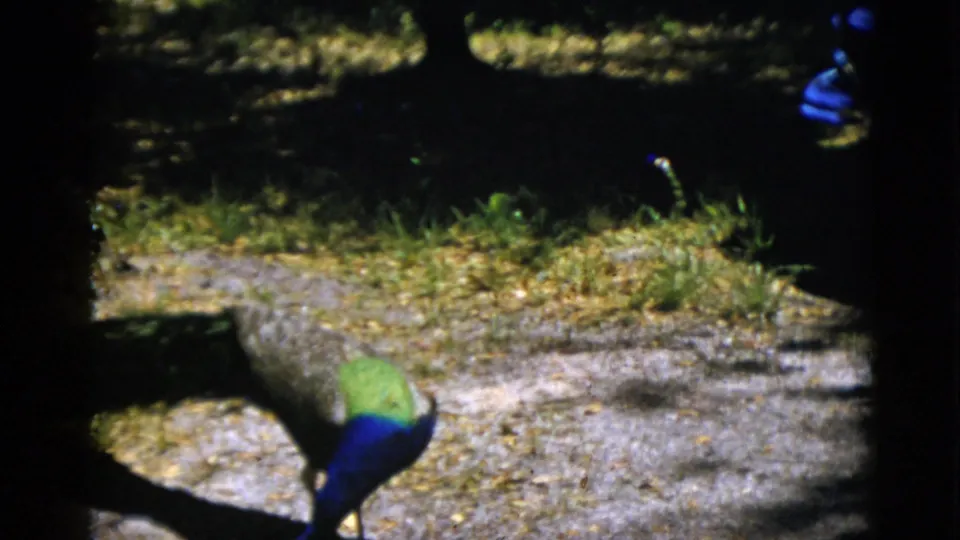 A peacock displaying its blue head and green back plumage moves across a gravel path, shot on 8mm color film, Quebec, Canada, circa 1952.