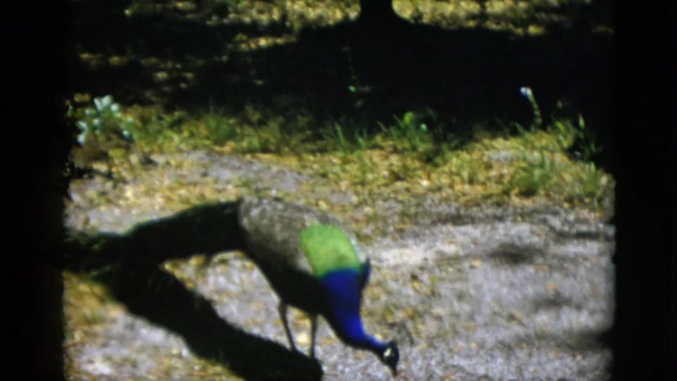 A peacock forages close to the camera, its blue head and iridescent green back prominent, shot on 8mm color film, Quebec, Canada, circa 1952.