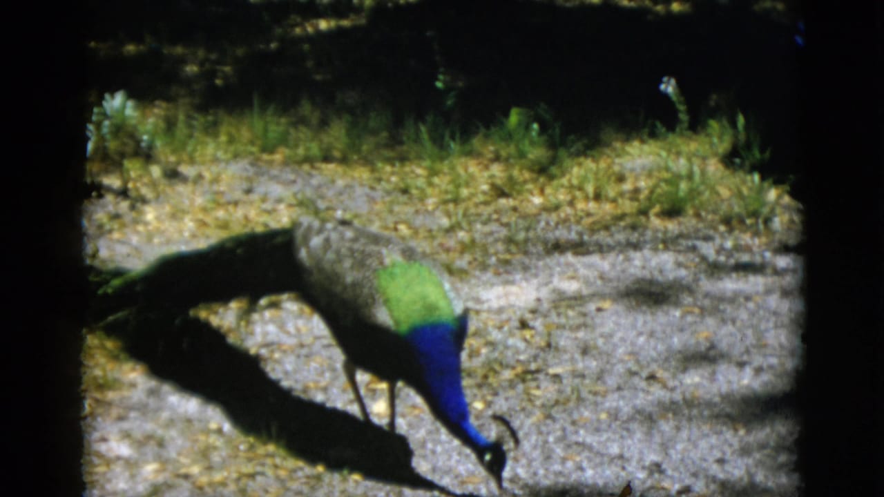 Male peacock pecking at a gravel path, its vivid blue neck and green back feathers rendered in 8mm color, 1952 outdoor setting.