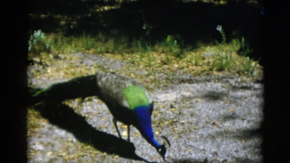 Male peacock pecking at a gravel path, its vivid blue neck and green back feathers rendered in 8mm color, 1952 outdoor setting.