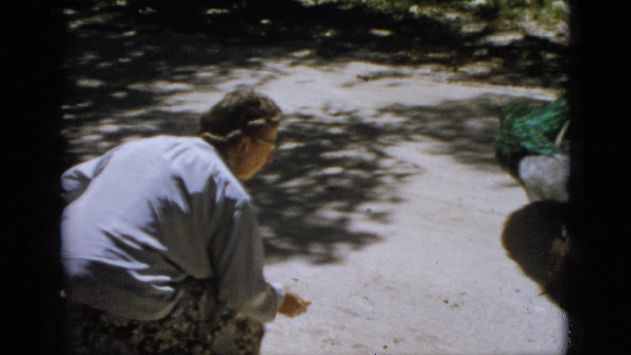 An older person in a light grey top crouches on a dappled-shadow path, apparently offering food to a peacock at frame right, 1952.