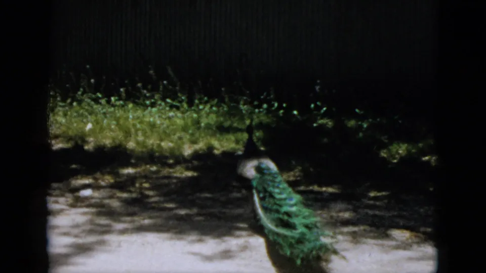 A peacock's trailing tail feathers spread along a gravel path as the bird moves away, captured on 8mm color film in 1952.