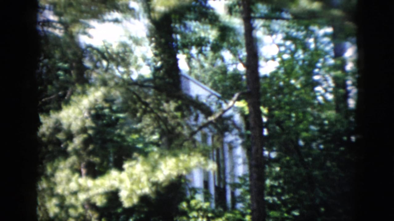 White residential exterior in Washington, DC, seen through overlapping trees, leaves, and high-contrast garden shade.