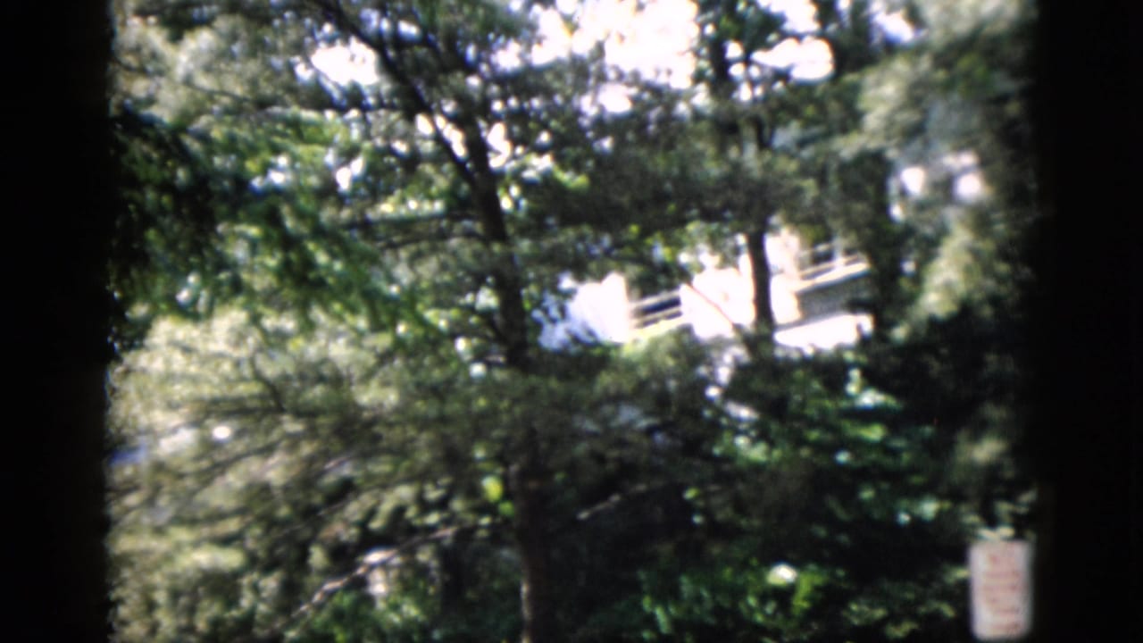 Tree branches and shade obscure a sunlit residential exterior.