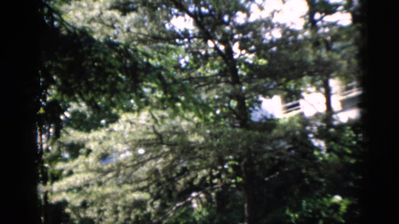 Leafy 8mm view of trees and a light-colored exterior in a Washington, DC residential setting.