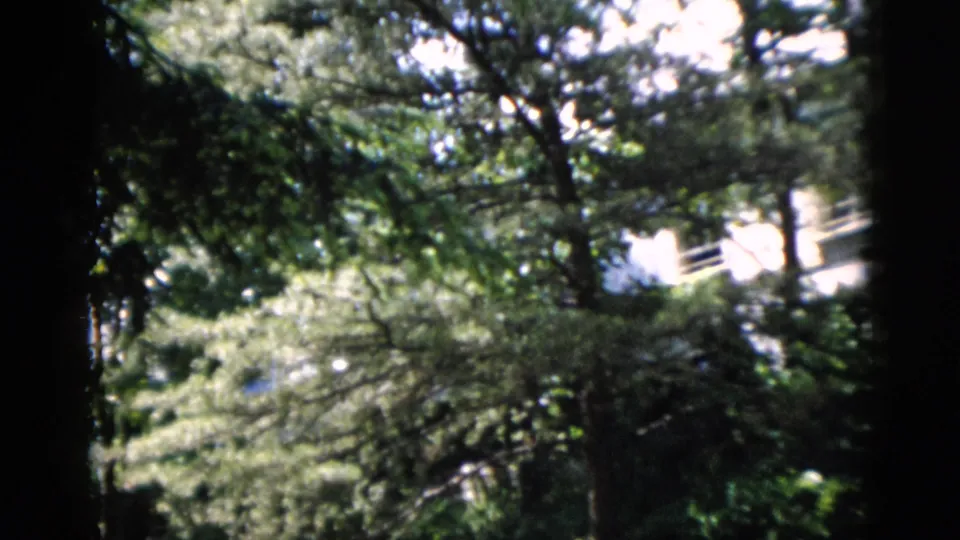 Leafy 8mm view of trees and a light-colored exterior in a Washington, DC residential setting.