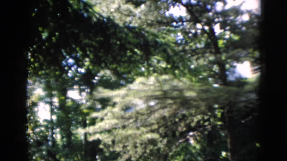 Soft 1952 8mm frame of shaded trees and foliage, with a sunlit exterior partly visible behind them.