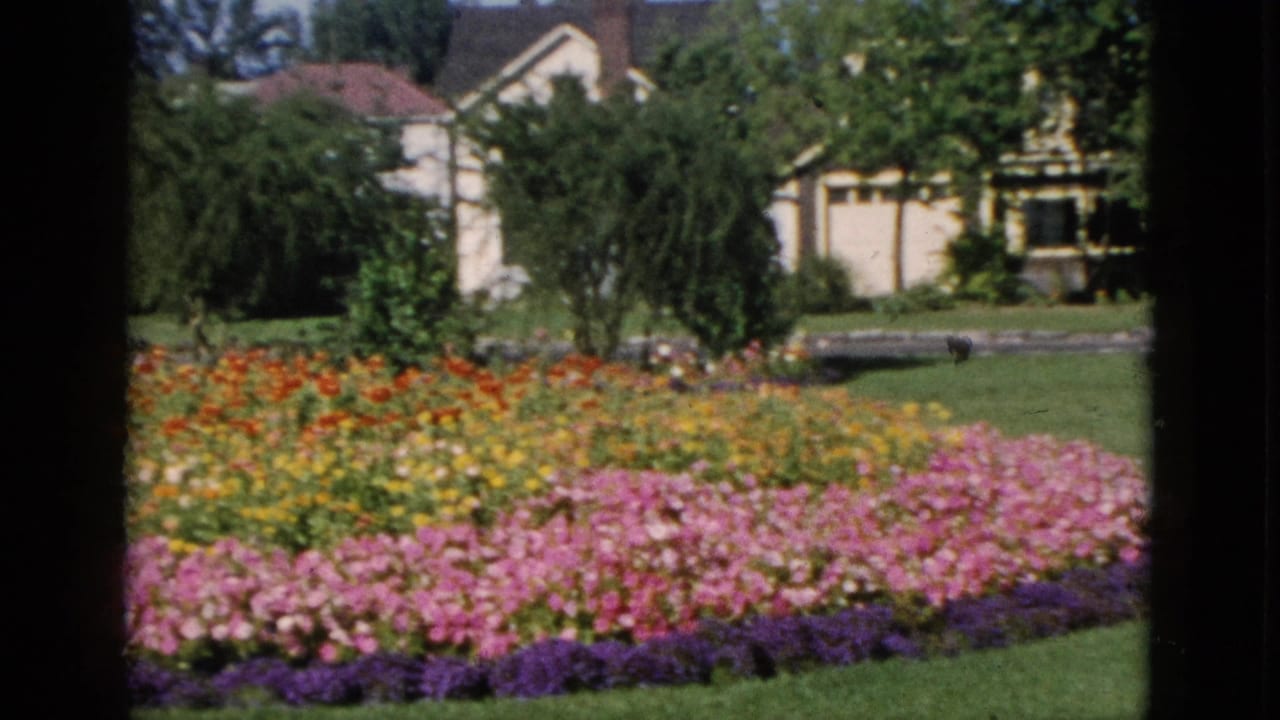 Vibrant rows of red, yellow, pink, and purple flowers in a public garden; pale residential buildings and trees in background.