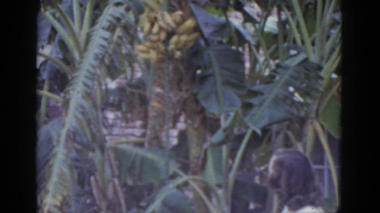 Close view of a banana tree showing a large bunch of yellow-green bananas amid dense broad leaves, person partially visible at lower right.