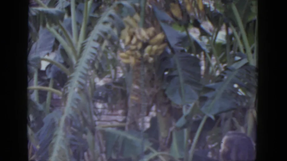 8mm home movie circa 1952, dense banana tree with ripening fruit cluster; partial view of a person at bottom of frame, residential shingled structure visible behind.