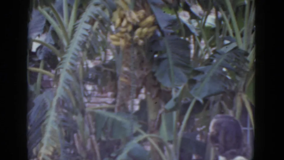 Final frame of a 1952 New Orleans 8mm clip showing a banana tree fruit cluster and dense foliage, with a person partially visible at lower right and shingled siding behind.