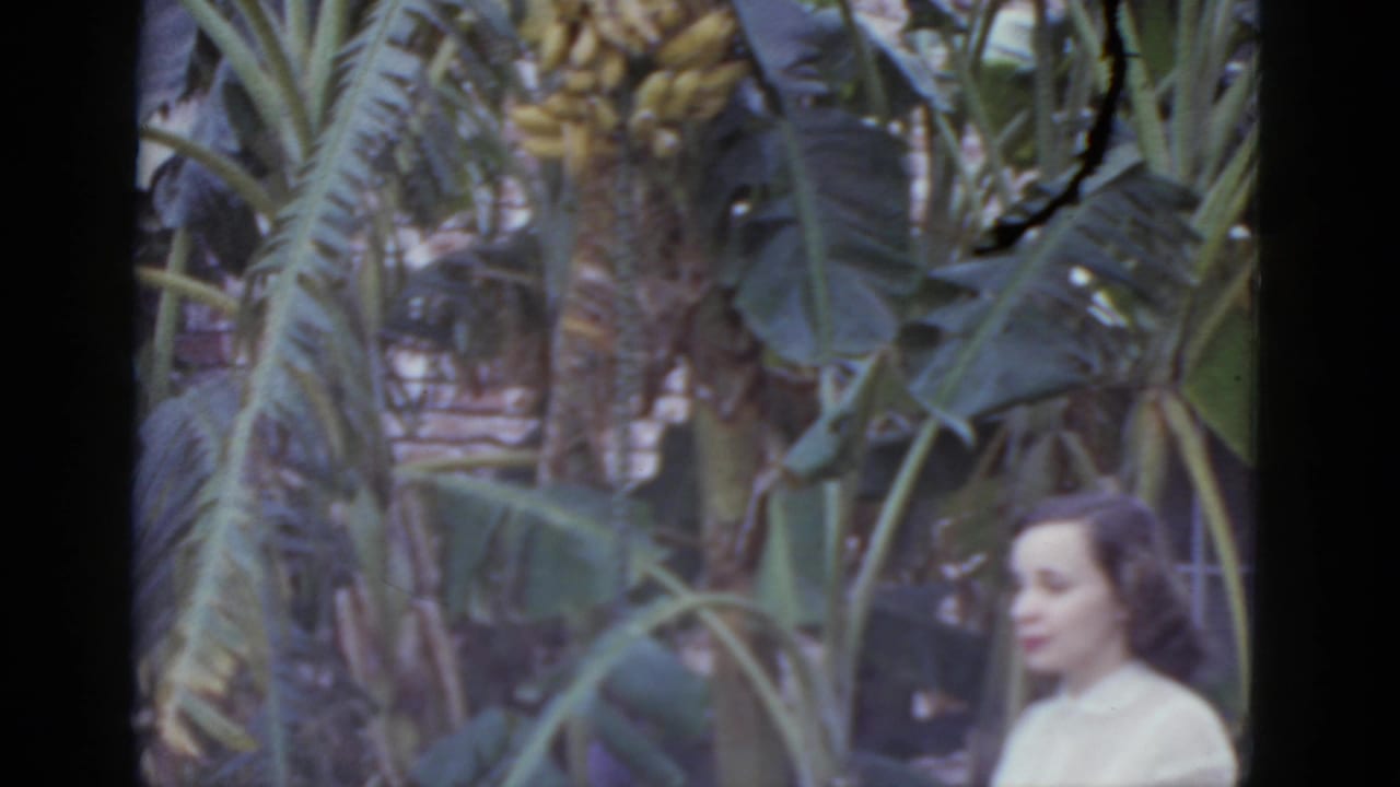 Woman in white blouse seen in profile beside tall banana trees bearing a hanging fruit cluster; vertical film scratch visible.