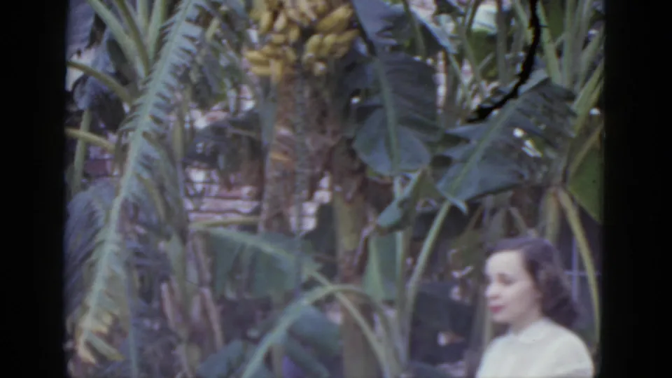 Young woman in white blouse and red skirt, in profile, beside banana trees with a hanging fruit cluster; 1952 8mm home movie, New Orleans garden.