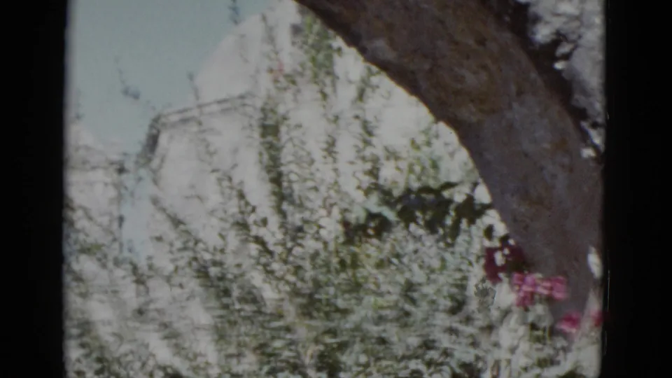 White stucco exterior wall with pink flowering plants and a large tree, likely Mission San José in San Antonio, Texas, circa 1952.