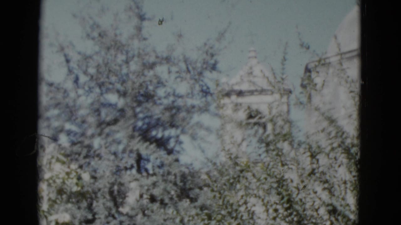 Dense flowering tree branches with a white church dome or tower visible in the upper frame, 8mm home movie.