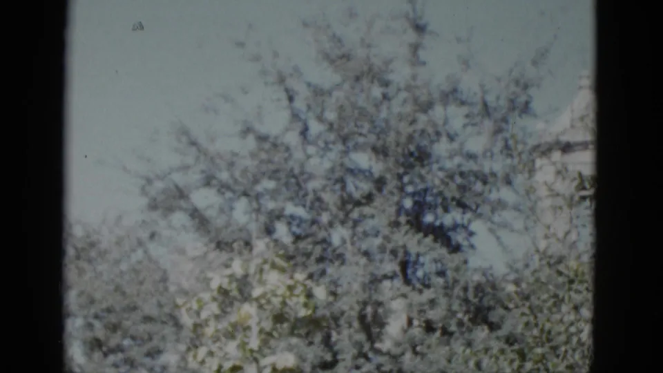 Dense tree canopy nearly fills the frame; white church building visible in fragments behind branches, New Orleans circa 1952.