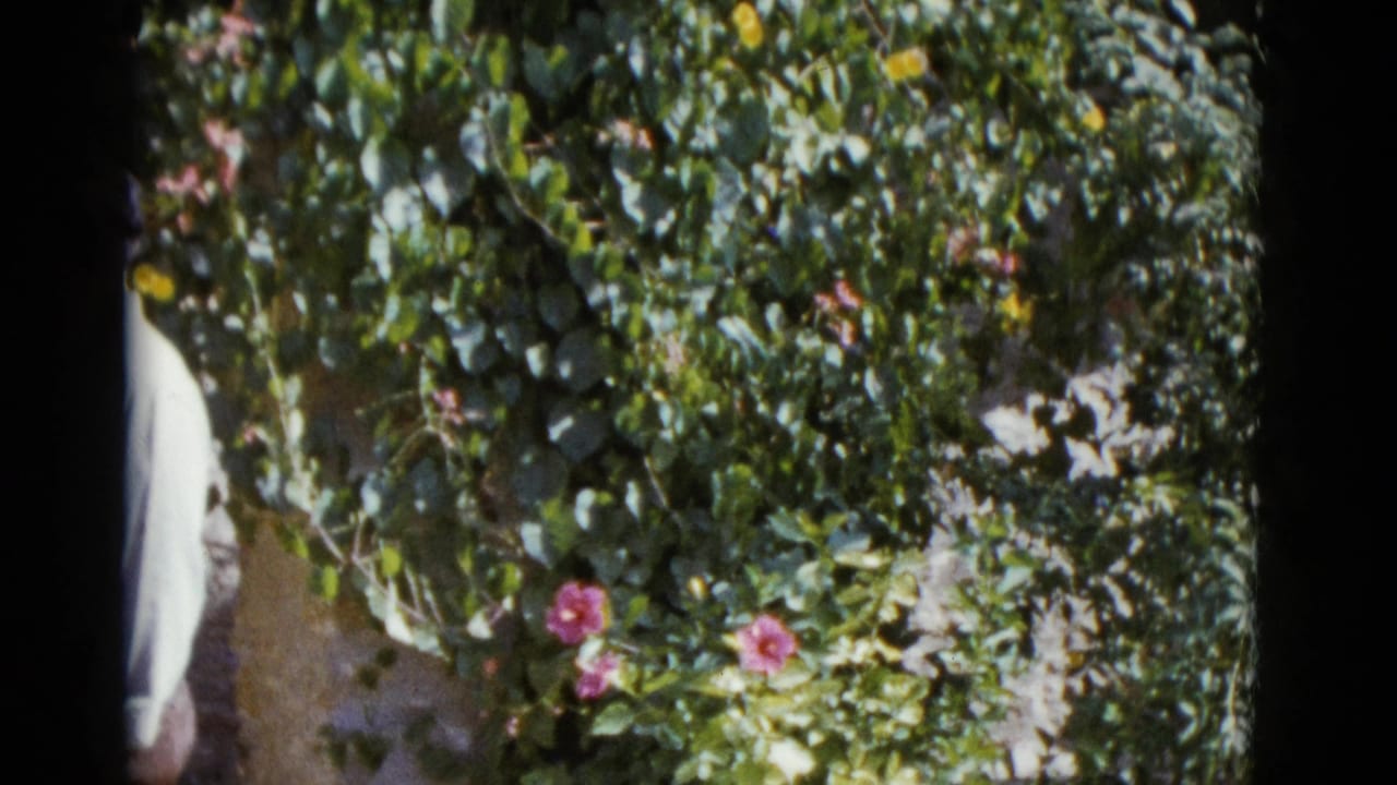 Stone wall covered in dense green vines and pink flowers; a light-shirted figure is partially visible at the left edge.