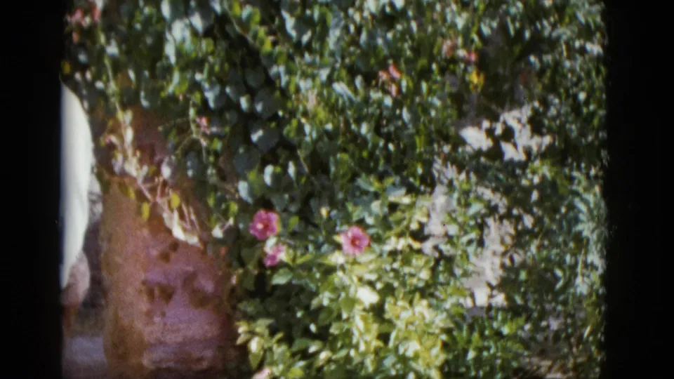 Lush climbing vines with pink blooms on a rustic stone wall; a figure in a light shirt is at the left edge of the frame, circa 1952.