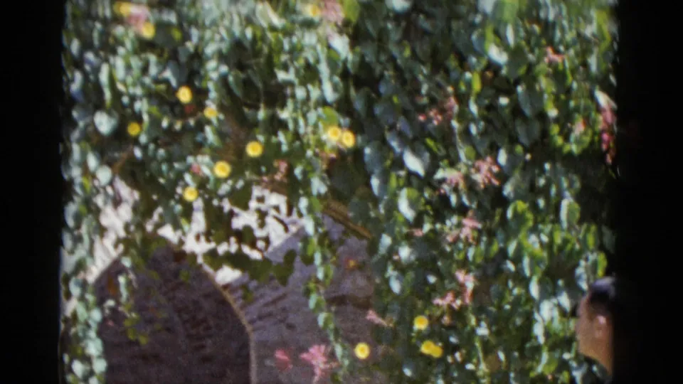 Flowering garden wall dominated by yellow and pink blossoms, man partially cropped at lower left, stone arch visible in background; 8mm footage dated 1952.
