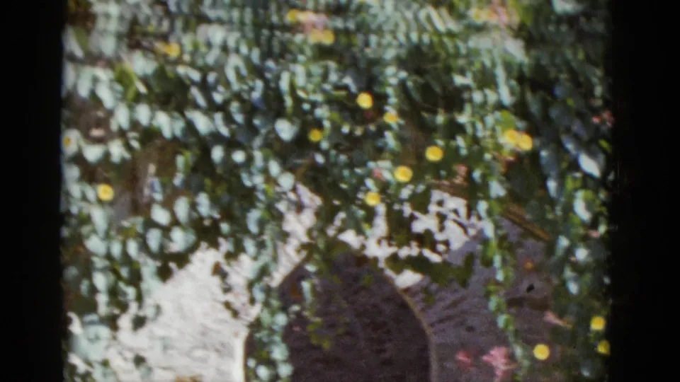 Vine-covered garden wall with yellow blooms dominant, man's head and shoulders visible at lower frame; 8mm color footage dated 1952.