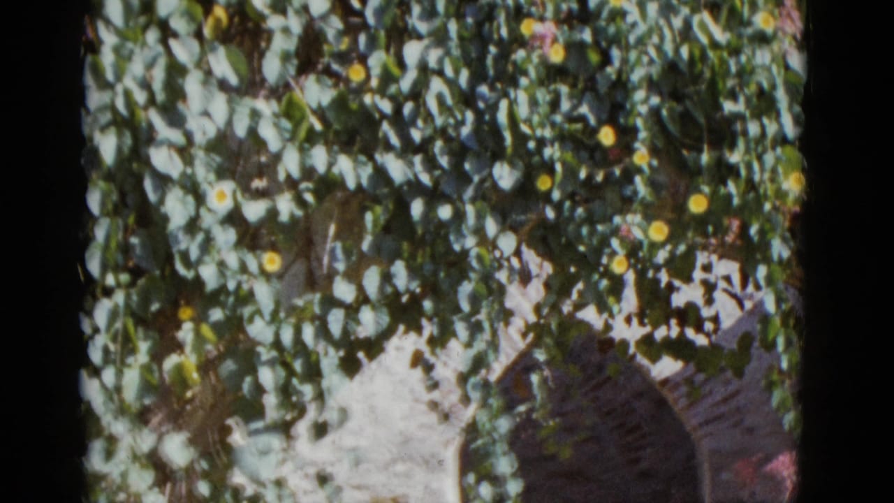 Close-up through flowering vines with yellow blooms partially revealing a stone arch below, likely a mission garden entrance — 8mm, circa 1952.