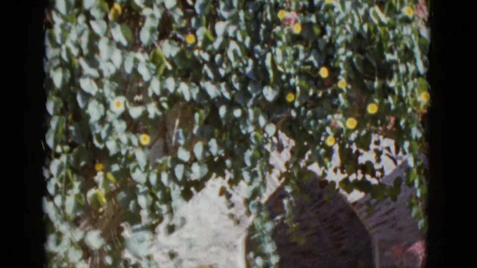 Close-up through flowering vines with yellow blooms partially revealing a stone arch below, likely a mission garden entrance — 8mm, circa 1952.