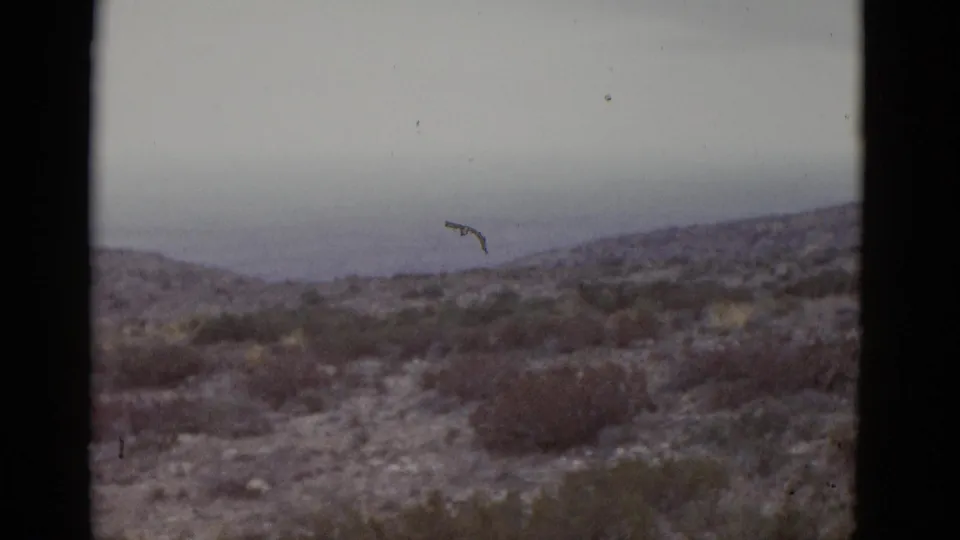 1952 8mm home movie frame of Texas desert hills — a bird silhouette in the grey sky above sparse scrubland terrain.