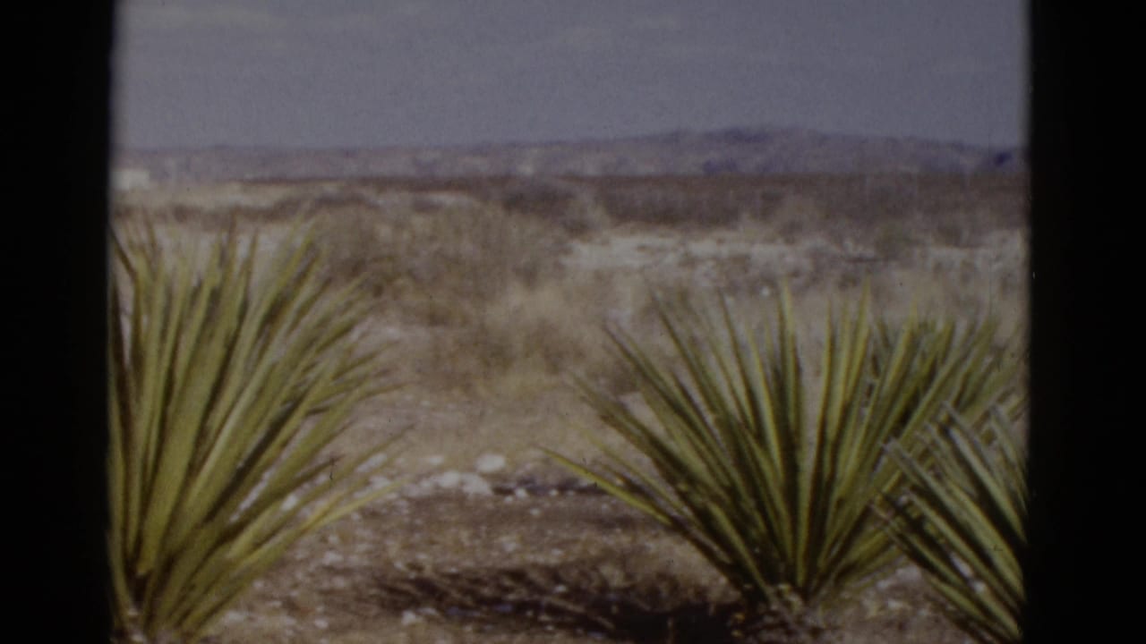 Two spiky yucca plants in Southwestern desert scrub with low mountains on the horizon; likely filmed in the Southwest US, circa 1952, on 8mm.