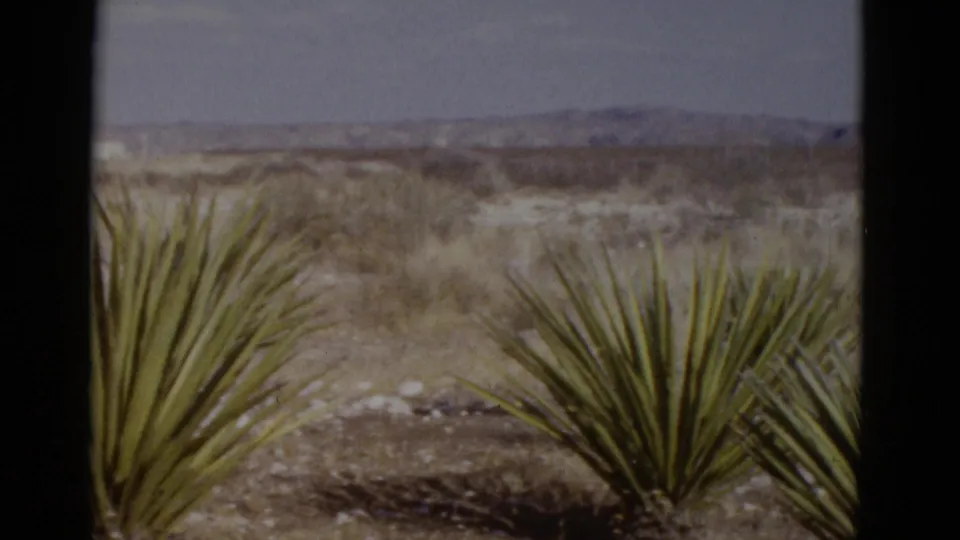 Two spiky yucca plants in Southwestern desert scrub with low mountains on the horizon; likely filmed in the Southwest US, circa 1952, on 8mm.